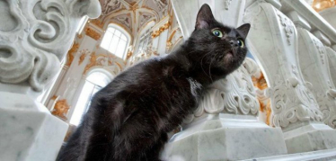 Самые известные жители музея - коты Эрмитажа