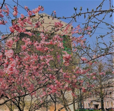 Ханами в Санкт-Петербурге или где в Северной столице можно увидеть цветущую сакуру